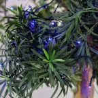 Гирлянда "Твинкл Лайт" 10 м, темно-зеленый ПВХ, 80 LED, цвет: Синий | 303-043 | NEON-NIGHT