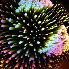 Шар с внутренней проекцией Новогодний лес, 3хAAA, IP20 ENGDS-14