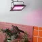 Прожектор красно-синего спектра FITO-50W-RB-LED