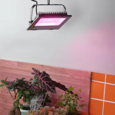 Прожектор красно-синего спектра FITO-50W-RB-LED