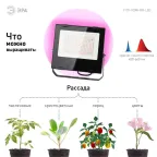 Прожектор красно-синего спектра FITO-100W-RB-LED