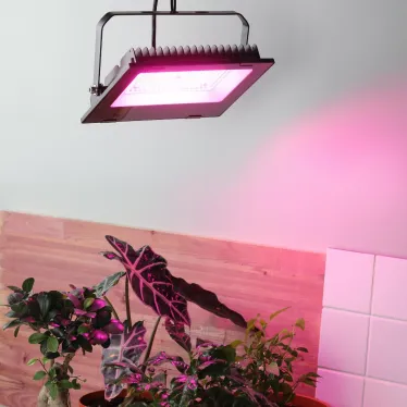 Прожектор красно-синего спектра FITO-100W-RB-LED