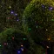 Сеть 150 LED на солнечной батарее мультиколор 2м*1,35м ERAUF024-16