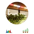 Лента светодиодная для растений полного спектра 3м IP65, с адаптером 12V в комплекте FITO-Strip Light-Rа90-3m ЭРА