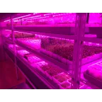 Светильник PPG T8i-1500 Agro 18w IP20 (для растений)