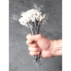 Патрон G4 для галогенных ламп PROxima