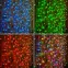 Гирлянда "Светодиодный Дождь" 2х1,5м, прозрачный провод, 230 В, диоды RGB, 300 LED свеч.с динамикой при приобр.контрол.245-907 | 245-309 | NEON-NIGHT
