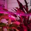 Лампа светодиодная сине-красная Т8 для профессионального выращивания растений FITO-9W-RB-Т8-G13-NL