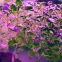 Лампа светодиодная LED 10вт Е27 для растений и рассады