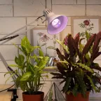 Лампа светодиодная лампа для растений тип А60,11 Вт, 220-240V FITO-11W-Ra90-E27