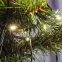 Гирлянда линейная LED 2700K 20м с эффектом стробов IP65