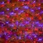 Гирлянда "Сеть" 2х0,7м, черный ПВХ, 176 LED Красные/Синие | 215-013 | NEON-NIGHT
