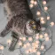 Гирлянда садовая на солнечной батарее 20 LED ламп Большие Шары Белый свет Solar, 1/12 | GS034 | Gauss