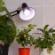 Лампа для растений FITO-11W-Ra90-E27
