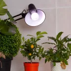 Лампа для растений FITO-11W-Ra90-E27