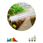 Фитолампа светодиодная линейная FITO-24W-Ra90-N полного спектра 24 Вт