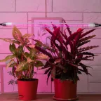 Фитолампа для растений светодиодная FITO-18W-RB-Т8-G13-NL и мясных прилавков 18 Вт Т8 G13 красно-синего спектра