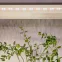 Светодиодная лента для растений полного спектра 3м IP65 с адаптером 12V FITO-Strip Light-Rа90-27W-3m-12V-IP65 ЭРА