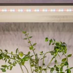 Светодиодная лента для растений полного спектра 3м IP65 с адаптером 12V FITO-Strip Light-Rа90-27W-3m-12V-IP65 ЭРА