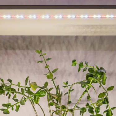 Светодиодная лента для растений полного спектра 3м IP65 с адаптером 12V FITO-Strip Light-Rа90-27W-3m-12V-IP65 ЭРА