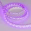 Лента светодиодная RT-A60-8mm 12V Pink (4.8 W/m, IP20, 2835, 5m) (arlight, 4.8 Вт/м, IP20) | 013571(2) | Arlight