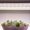 Светодиодная лента для растений полного спектра 5м IP65 с адаптером 12В FITO-Strip Light-Rа90-300LED-5m-12V-IP65 ЭРА