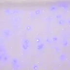 Занавес светодиодный с эффектом мерцания 3х2м Соединяемый 240 светодиодов Синий свет Провод прозрачный