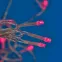 Бахрома светодиодная с эффектом мерцания 12м Соединяемая 195 светодиодов ULD-B12006-195/TTK PINK IP44 Розовый свет Провод прозрачный