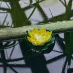 Садовый светильник на солнечной батарее Желтая кувшинка Плавающий. 1 светодиода Теплый белый свет 1xААA Ni-Mh аккумулятор в комплекте IP44 USL-S-827/PT060 YELLOW WATERLILY