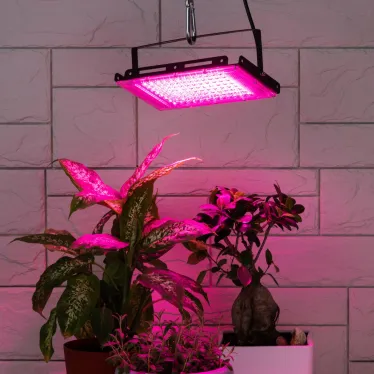 Фитопрожектор для растений светодиодный FITO-80W-RB-LED-Y красно-синего спектра