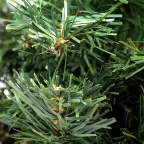 Елочка 45см в плетеном мешочке, ПВХ | 533-332 | NEON-NIGHT